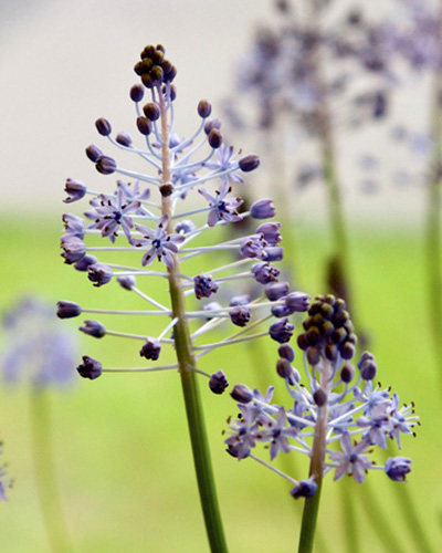 Scilla litardierei 6/+, 100 kusov  